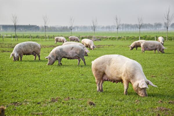 Mehrere Schweine auf einer grünen Wiese