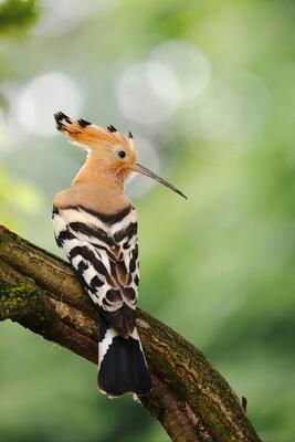Wiedehopf auf einem Ast
