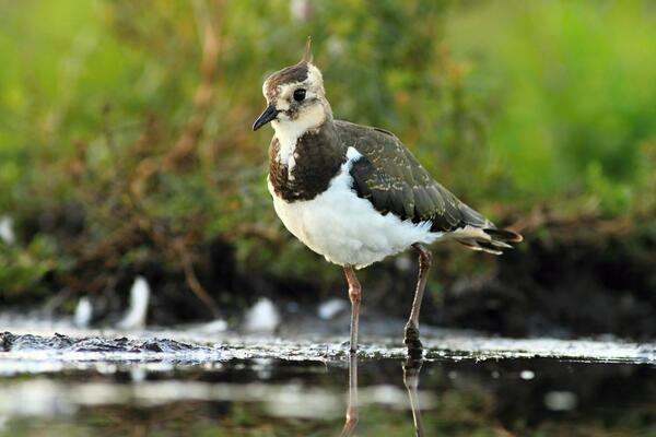 Kiebitz beim Gewässer
