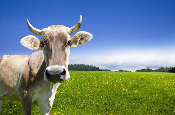 Kuh mit Hörnern auf einer grünen Wiese
