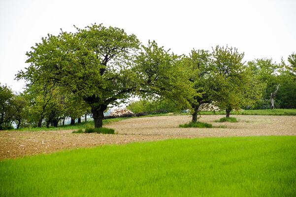 Mehrere Bäume und eine grüne Wiese