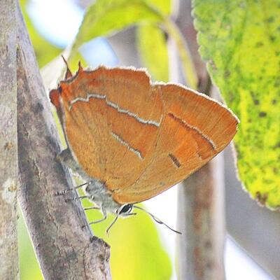 Nierenfleck-Zipfelfalter