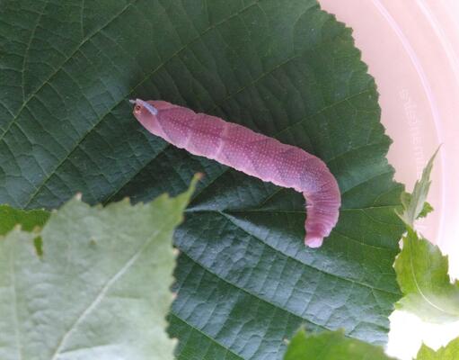 Raupe Lindenschwärmer verfärbt Schmetterling
