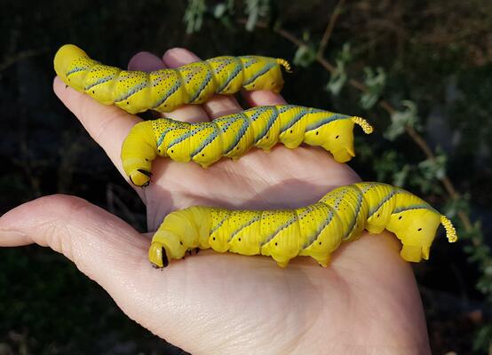 Raupen Totenkopfschwärmer Schmetterlinge