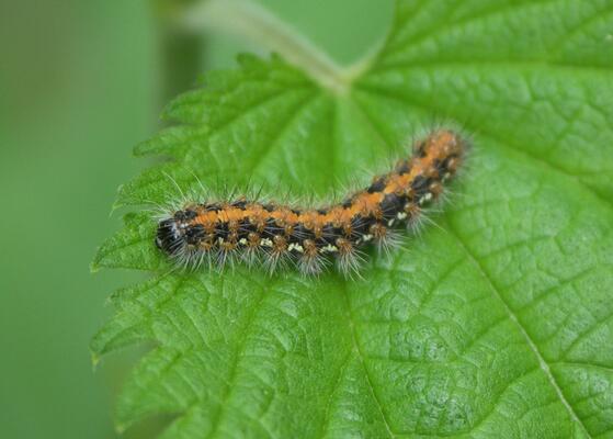 Russischer Bär Raupe