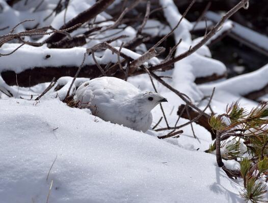 Weißes Tier im Schnee