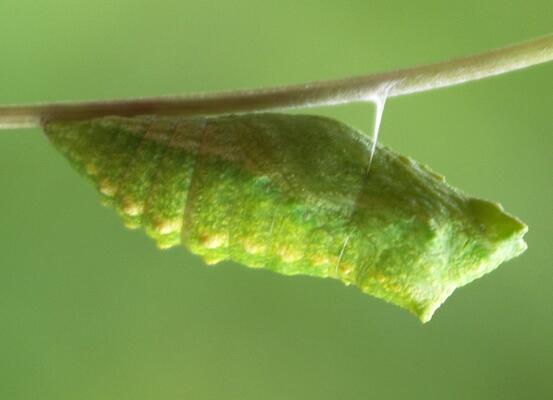 Schwalbenschwanzpuppe