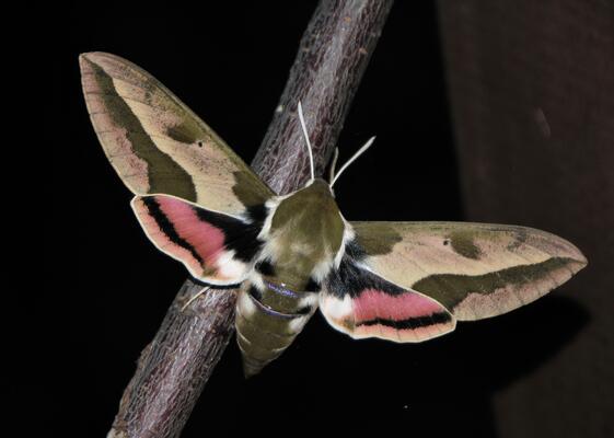 Wolfsmilchschwärmer Falter