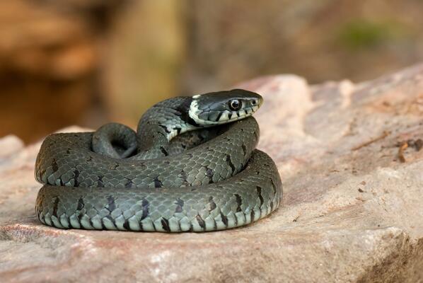 Ringelnatter sonnt sich