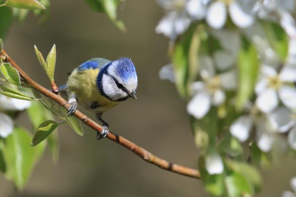 Blaumeise auf einem Ast
