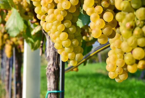 reife Weißwein-Trauben am Rebstock