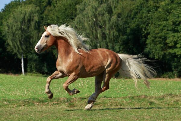 Haflinger im Galopp über eine Wiese