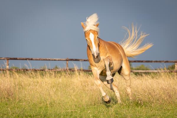 Haflinger auf einer Wiese