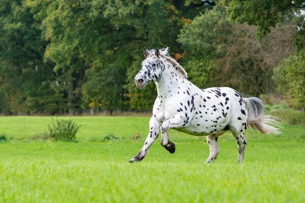 Noriker am galoppieren auf einer Wiese