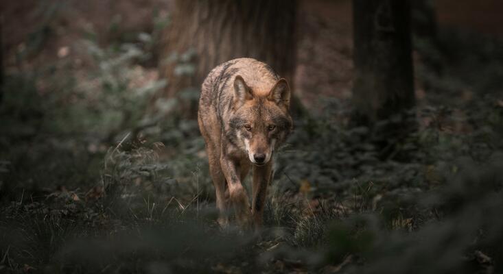 Wolf läuft durch den Wald