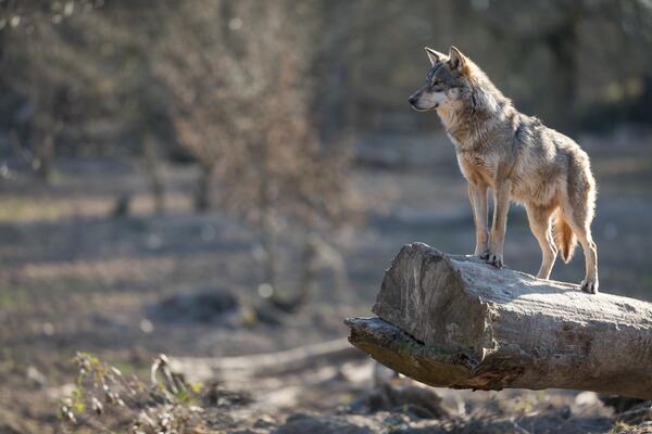 Wolf steht auf einem Holzstamm