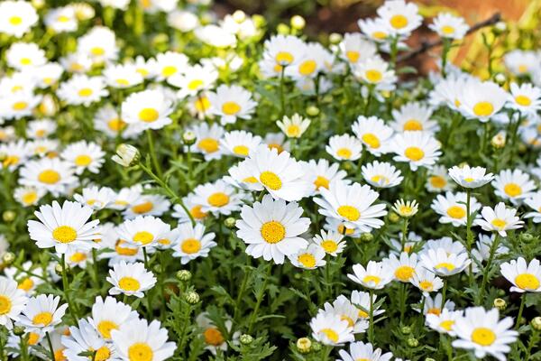 Viele Gänseblümchen