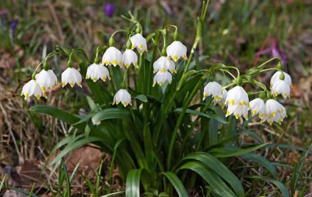 Viele Frühlings-Knotenblumen
