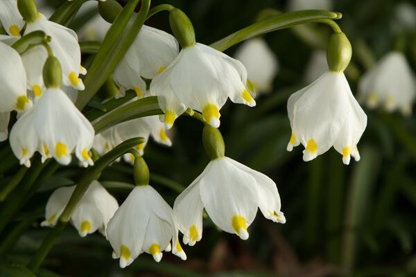 Viele Frühlings-Knotenblumen