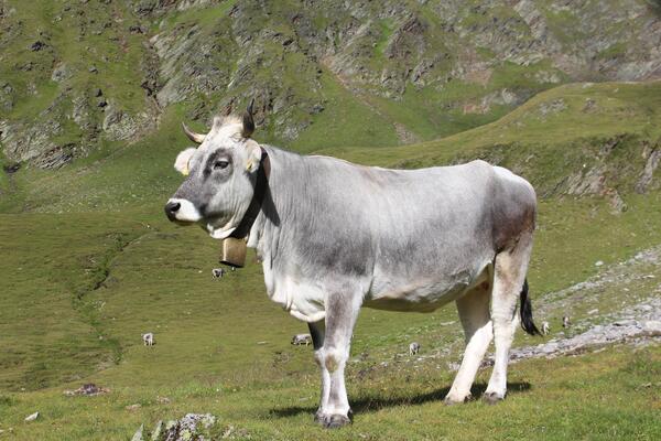 Kuh mit Hörnern in den Alpen