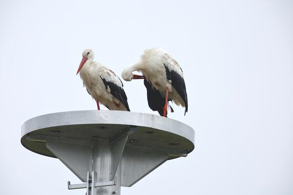 Zwei Weißstörche 