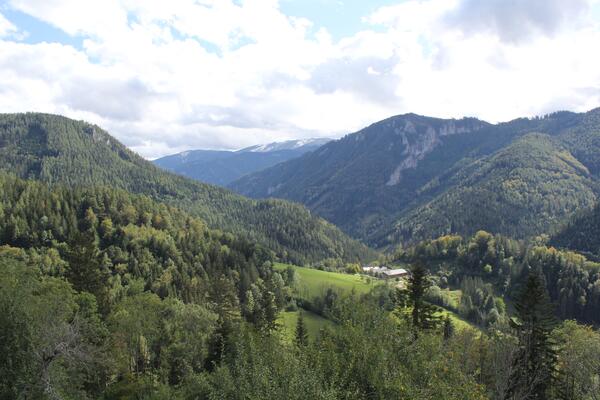 Waldbedeckte Berge und grüne Wiesen