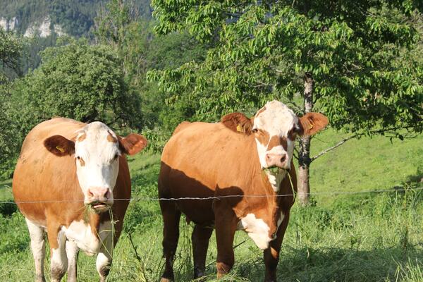 zwei Kühe auf einer Streuobstwiese