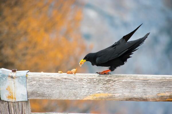 Alpendohle frisst Brotkrümel