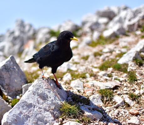 Alpendohle sitzt auf einem Stein