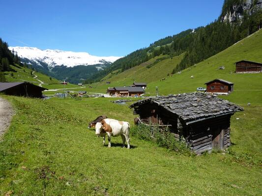 Schindelgedecktes Dach mit Kuh davor auf einer Weide
