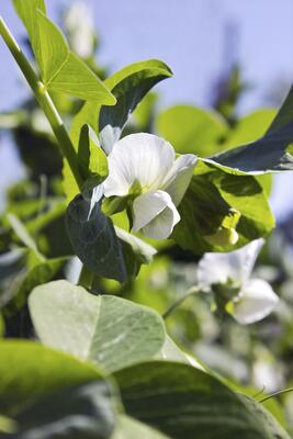 Weiße Erbsenblume