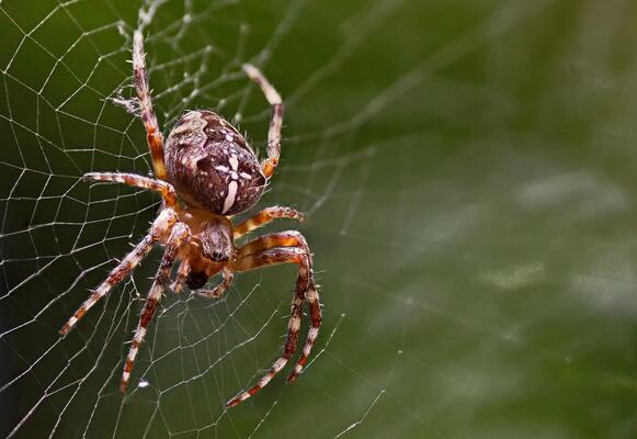 Kreuzspinne in ihrem Netz