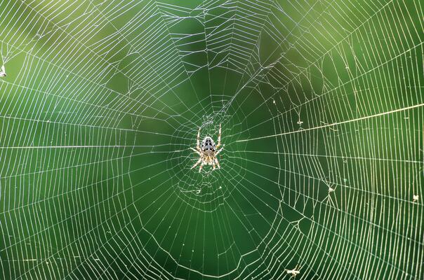 Kreuzspinne in ihrem Netz