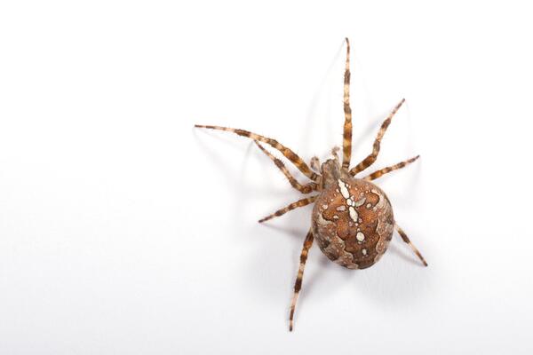Kreuzspinne auf weißem Hintergrund
