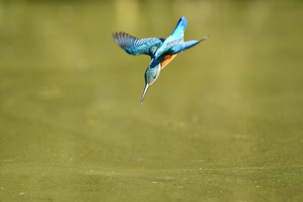 Eisvogel im Sturzflug