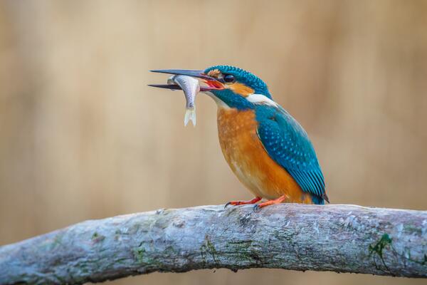 Eisvogel mit Fisch im Schnabel