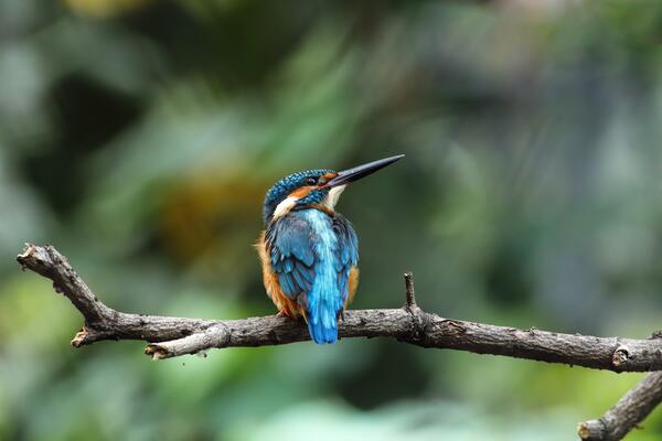 Eisvogel auf einem Ast 