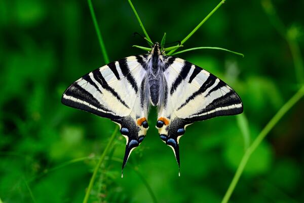 Schmetterling Segelfalter