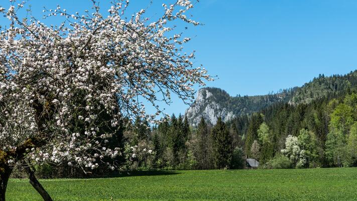 Blühender Obstbaum vor einem Berg