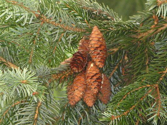 Fichtenzapfen