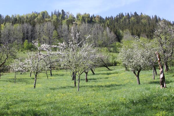 Blühende Streuobstbäume