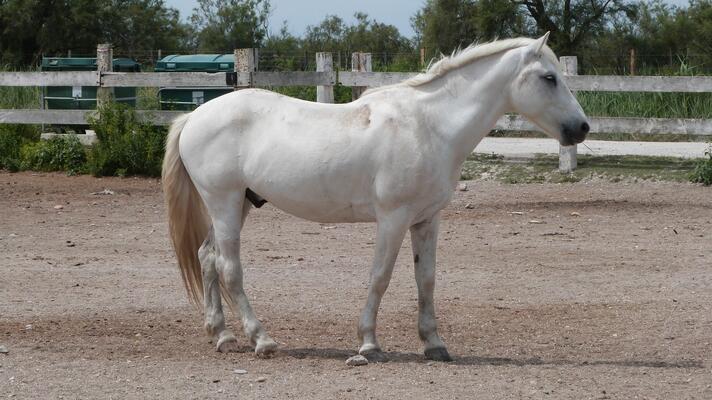Camarque-Pferd auf dem Hof
