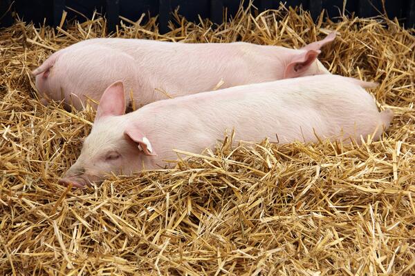 Schwein beim Ruhen auf Einstreu aus Stroh