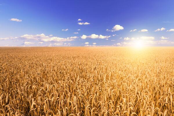 Weizenfeld im Sonnenaufgang