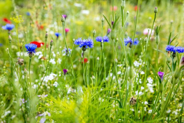 Wildblumen in der Blütezeit, Kornblumen, Mohn und Kräuter im Hintergrund