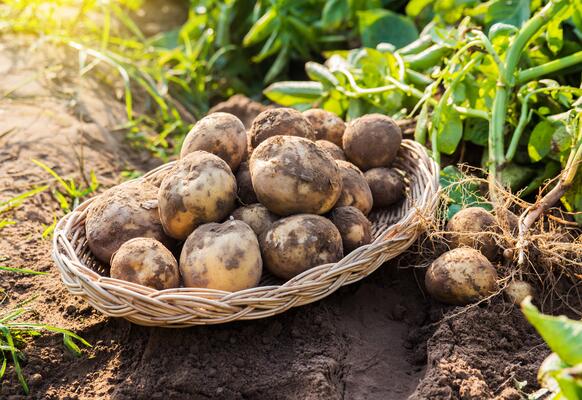 Kartoffeln in einem Korb