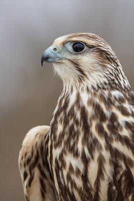 Sakerfalke im Portrait