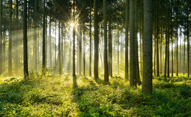 Fichtenwald am morgen