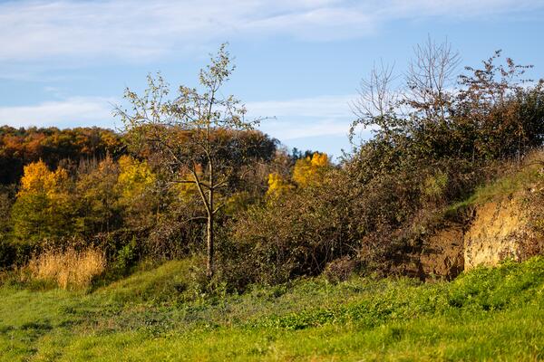 Bienenfresser Habitat