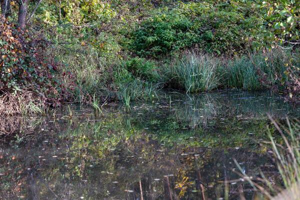 Das neue Feuchtbiotop